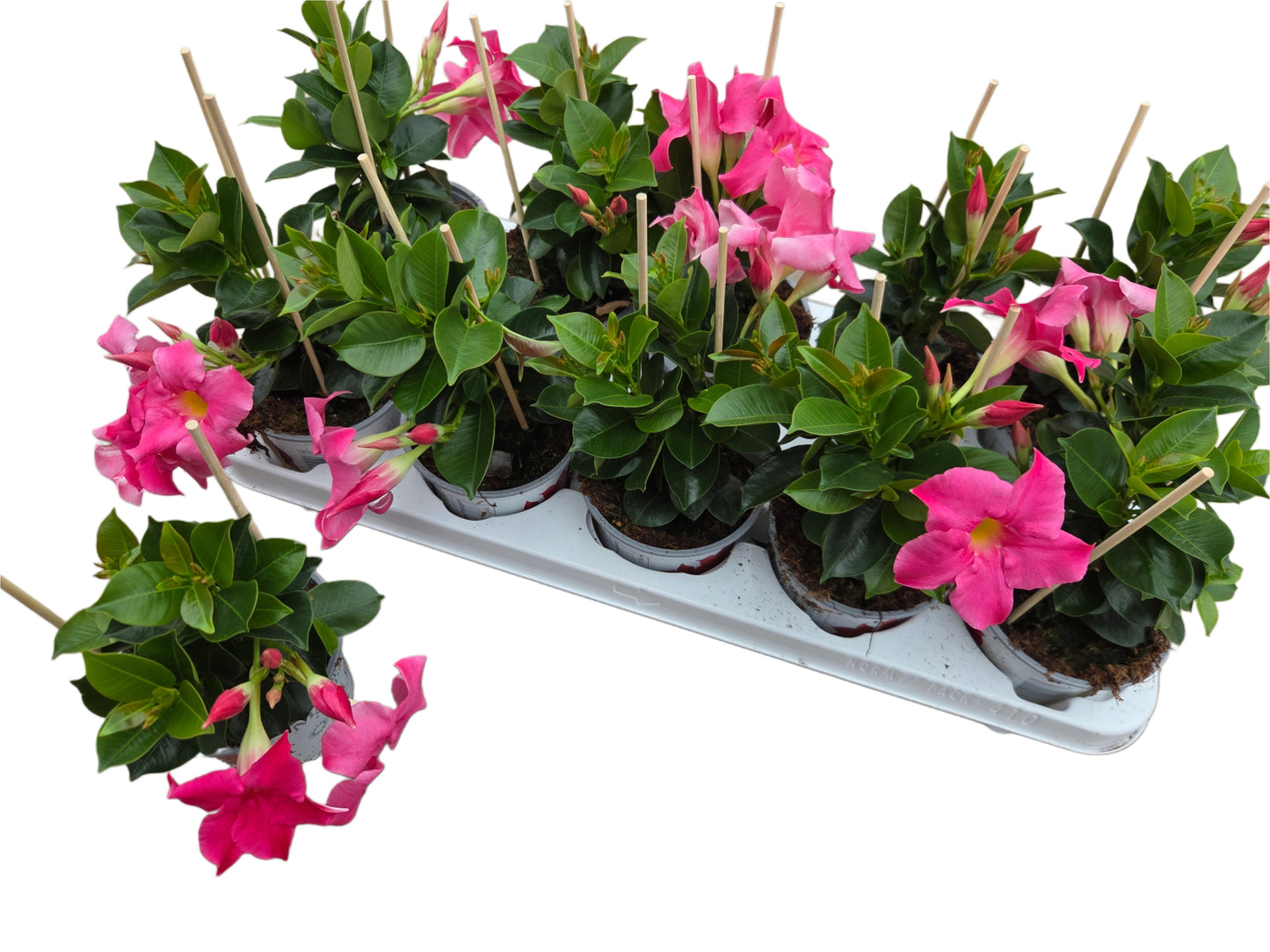 Par 4 pièces ! Mandevillia (Dipladenia) pot 11cm couleur rouge/rose