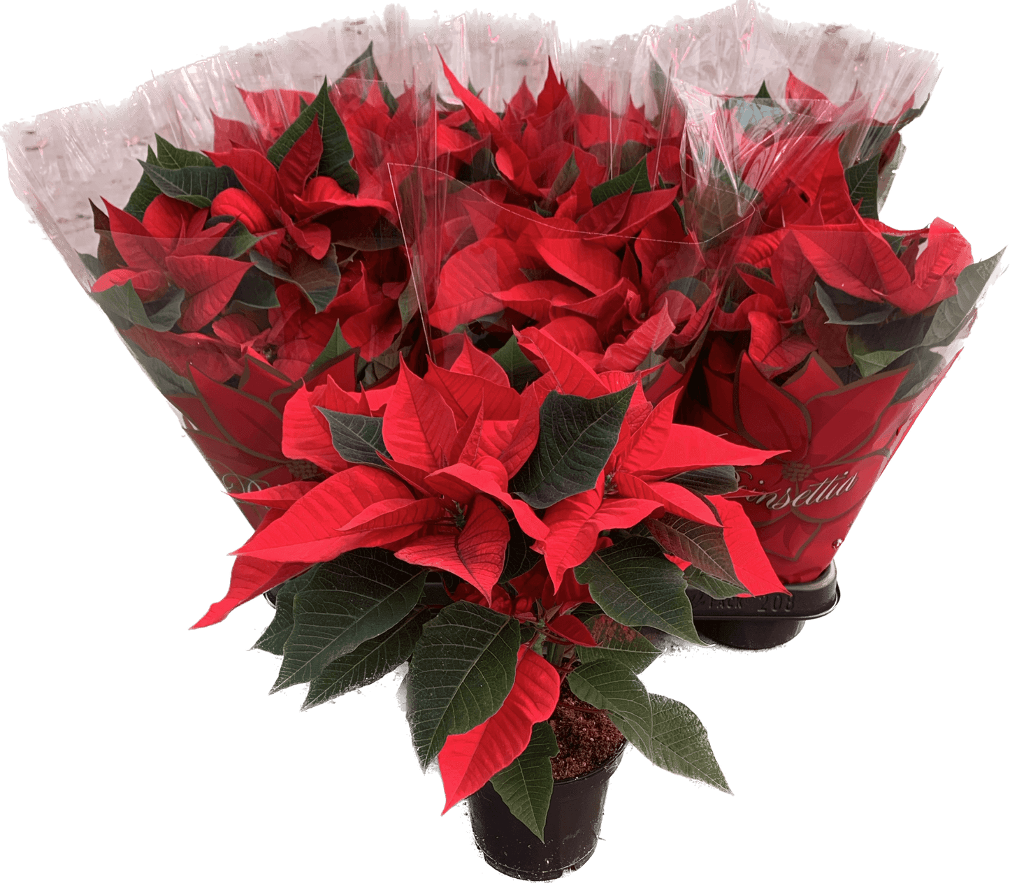 Per 4 stuks, Kerstster (Euphorbia Princettia 'rood') potmaat 11cm