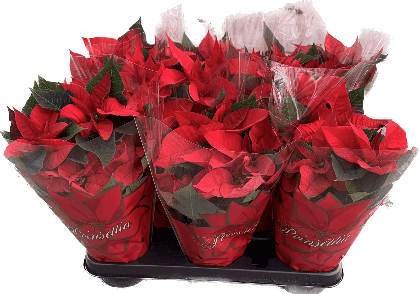 Per 4 stuks, Kerstster (Euphorbia Princettia 'rood') potmaat 11cm
