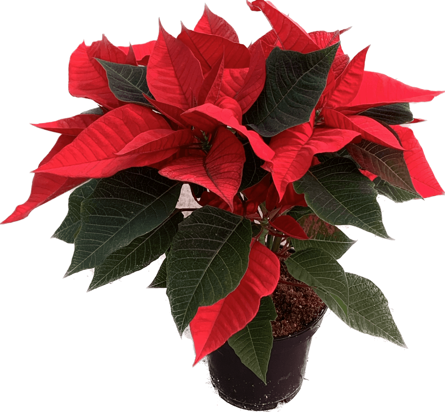 Per 4 stuks, Kerstster (Euphorbia Princettia 'rood') potmaat 11cm