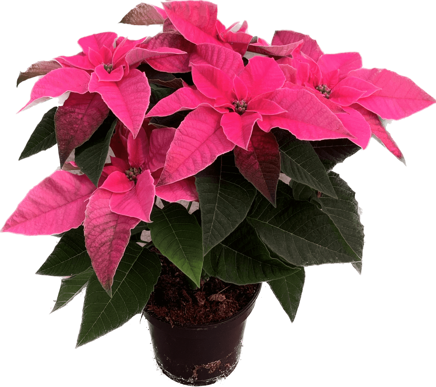 Per 4 stuks, Kerstster (Euphorbia Princettia 'roze') potmaat 11cm