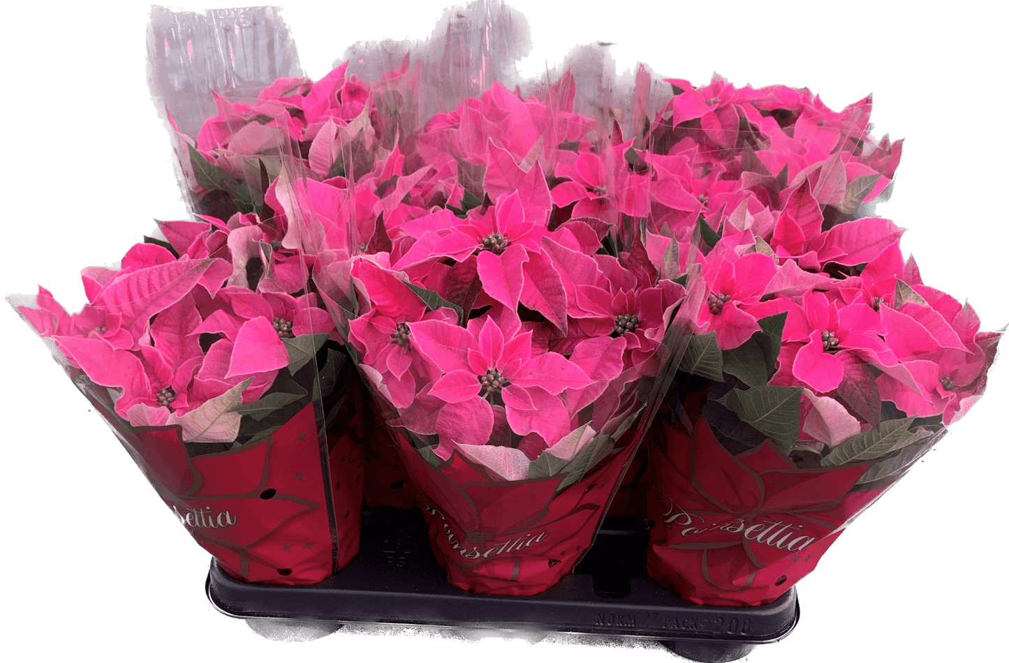 Per 4 stuks, Kerstster (Euphorbia Princettia 'roze') potmaat 11cm