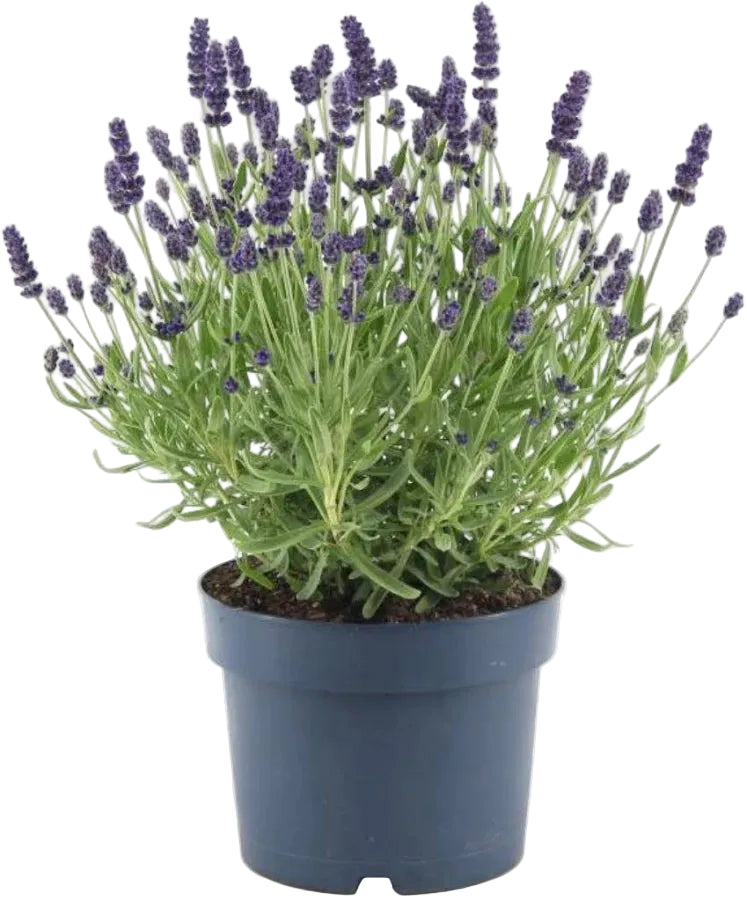 Per 4 stuks! Lavendel (Lavandula) potmaat 11cm kleur paars