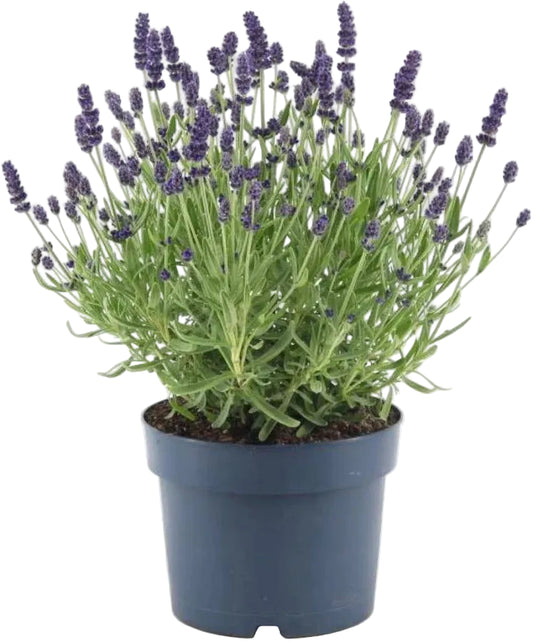Per 4 stuks! Lavendel (Lavandula) potmaat 11cm kleur paars