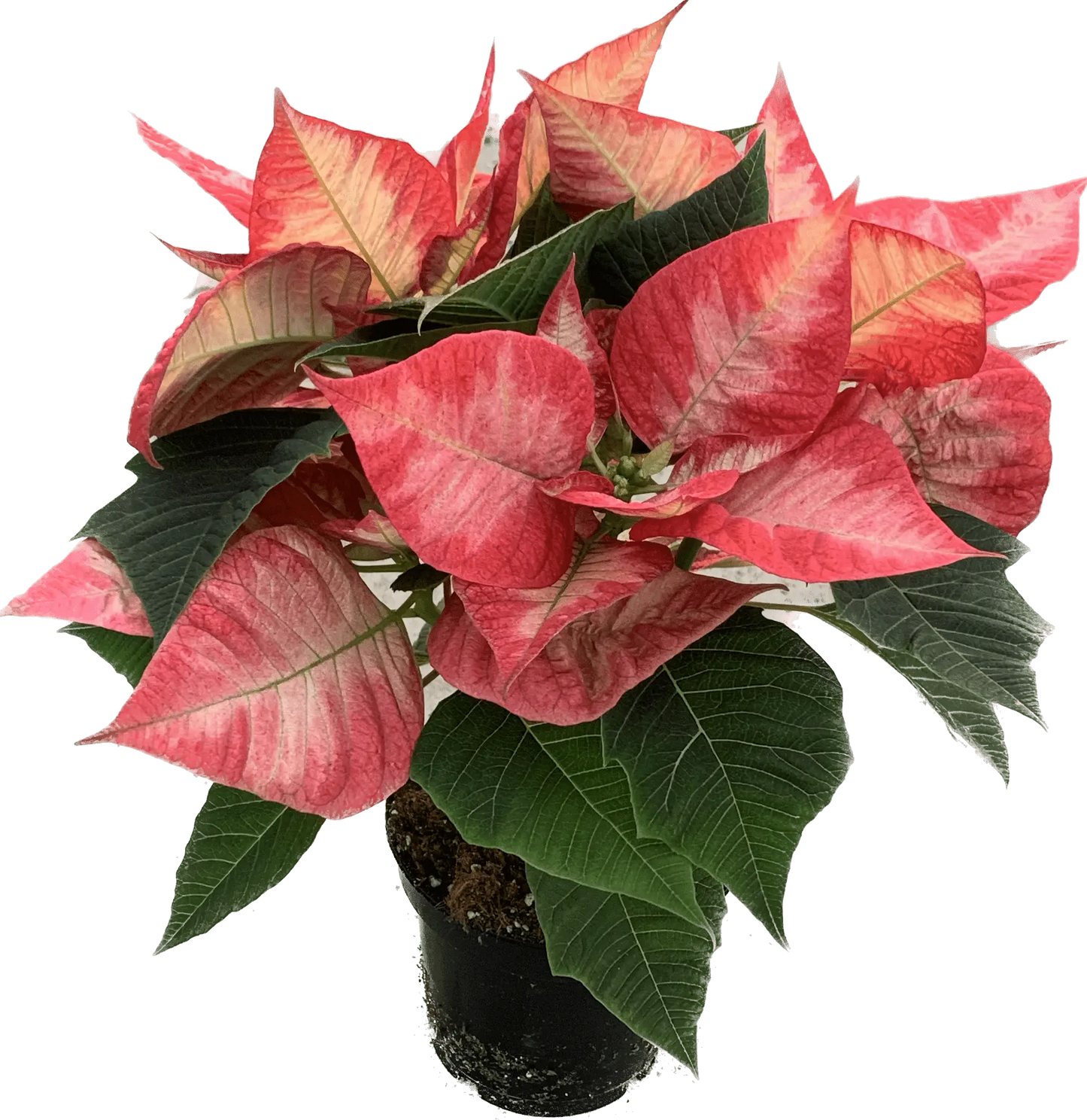 Per 4 stuks, Kerstster (Euphorbia Princettia 'Ice Crystal') potmaat 11cm