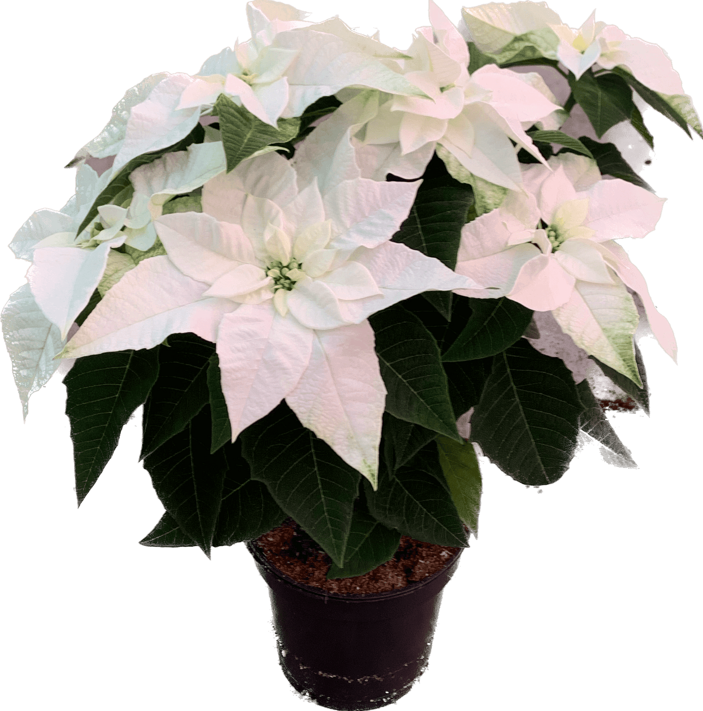 Per 4 stuks, Kerstster (Euphorbia Princettia 'wit') potmaat 11cm